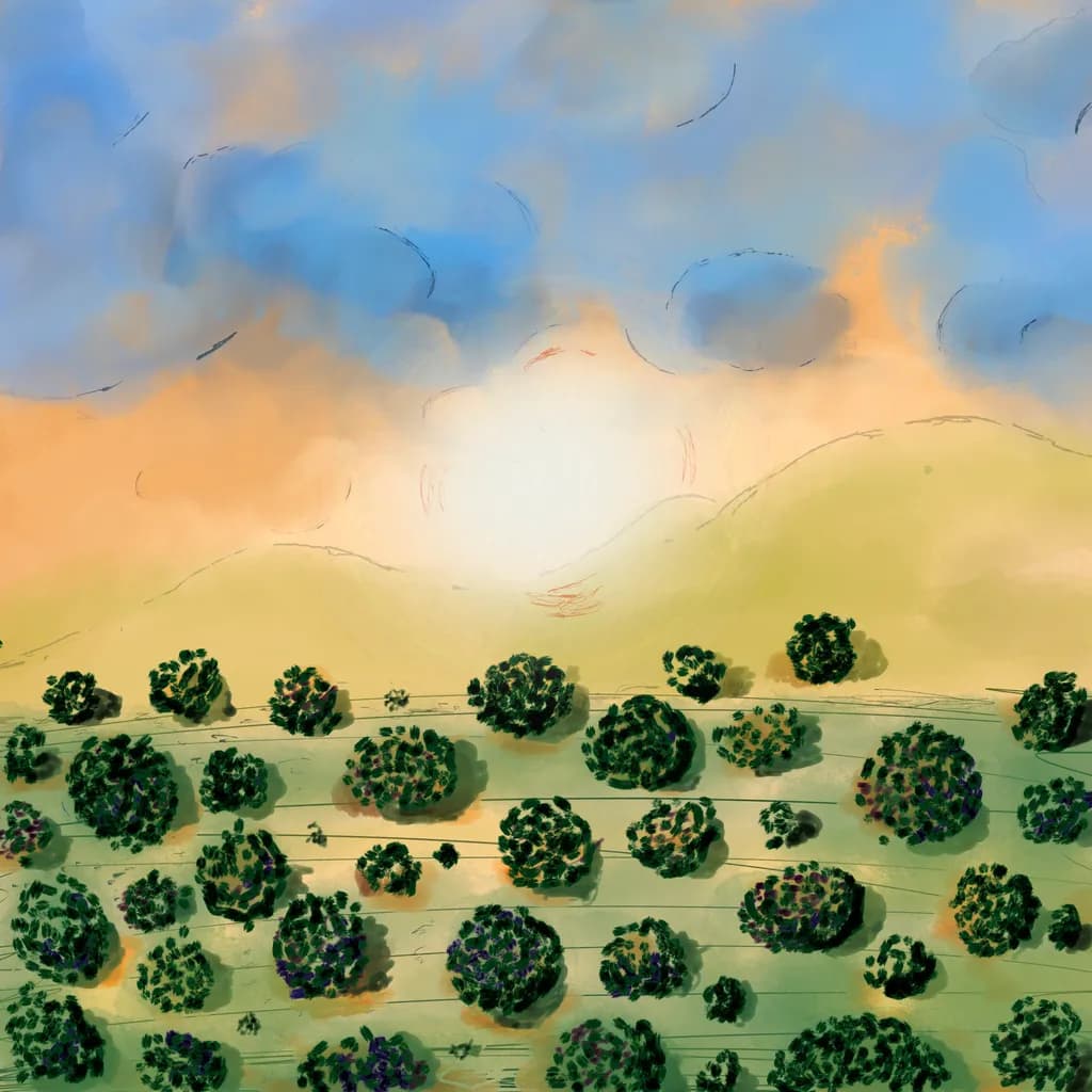 Sunlit Grove
