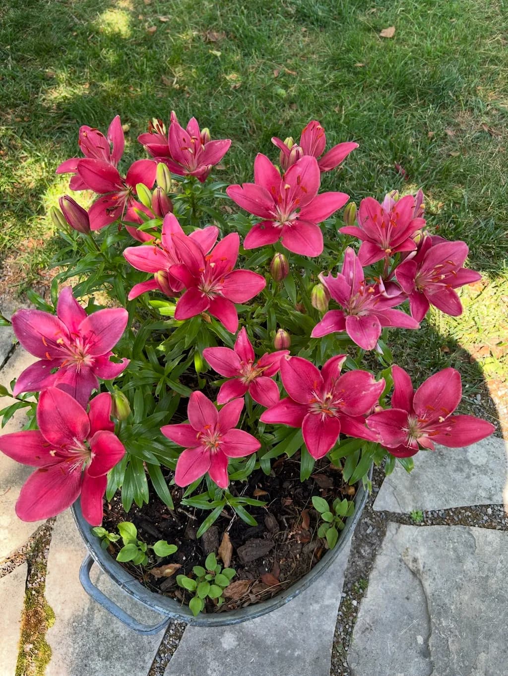 Crimson Lilies