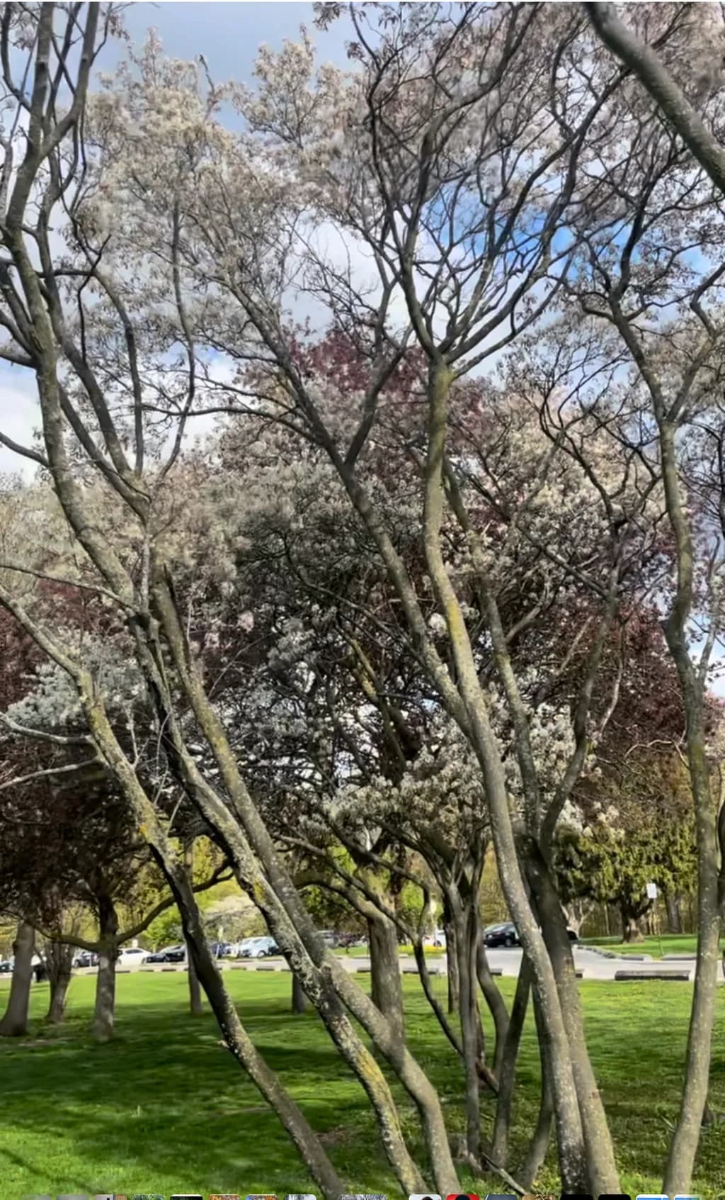 Blossom Canopy