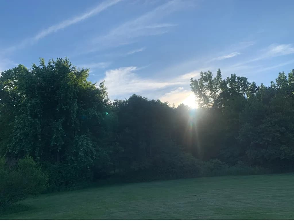 Dawn Through Trees