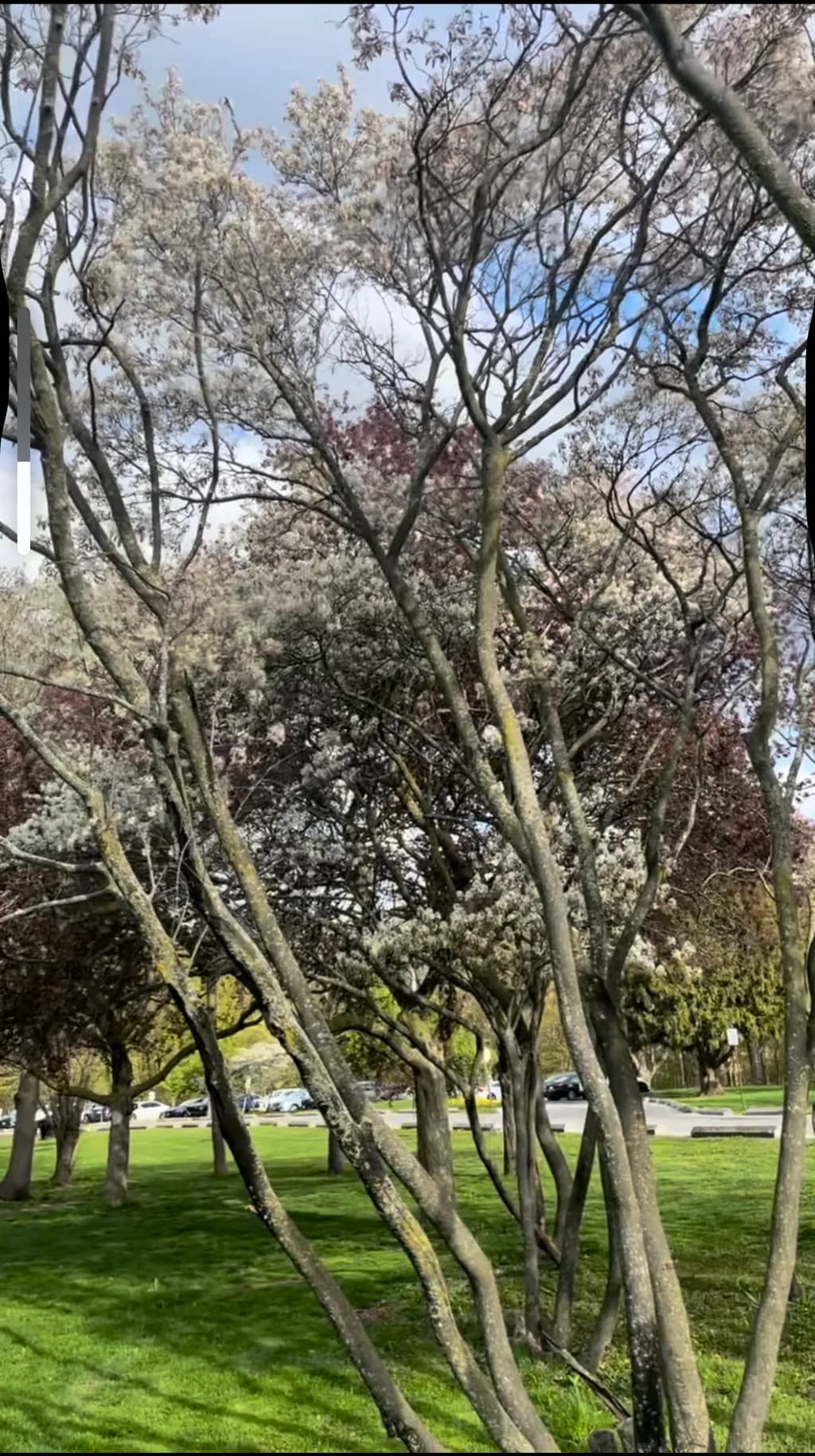 Spring Canopy