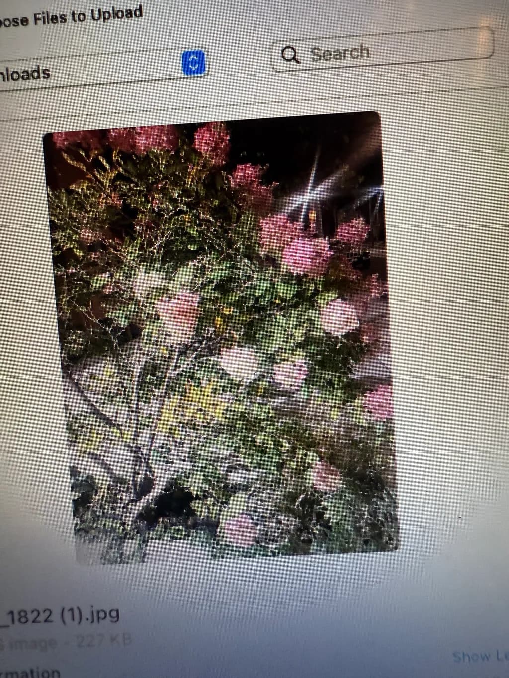 Night Bloom