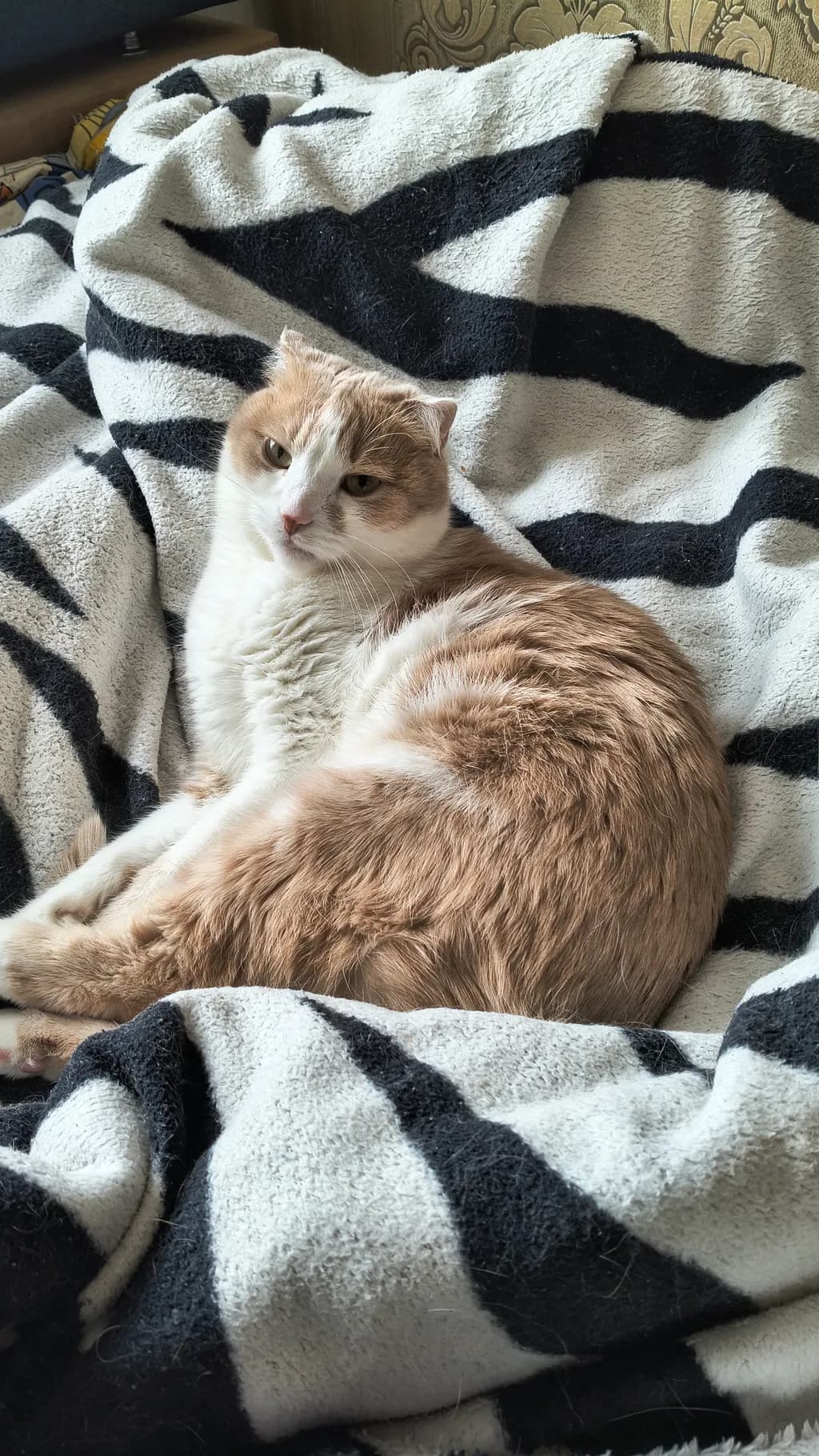 Cozy Companion
