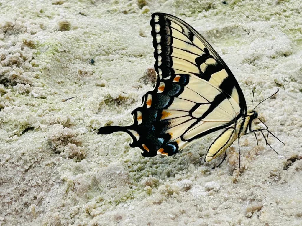 Sandy Swallowtail