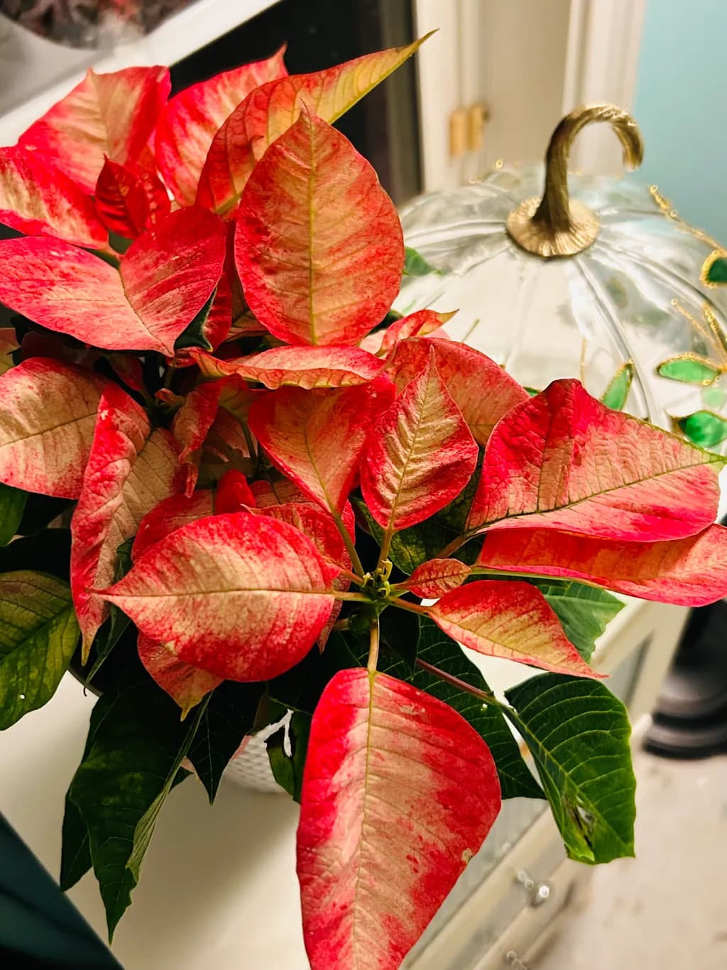 Crimson Vein Poinsettia