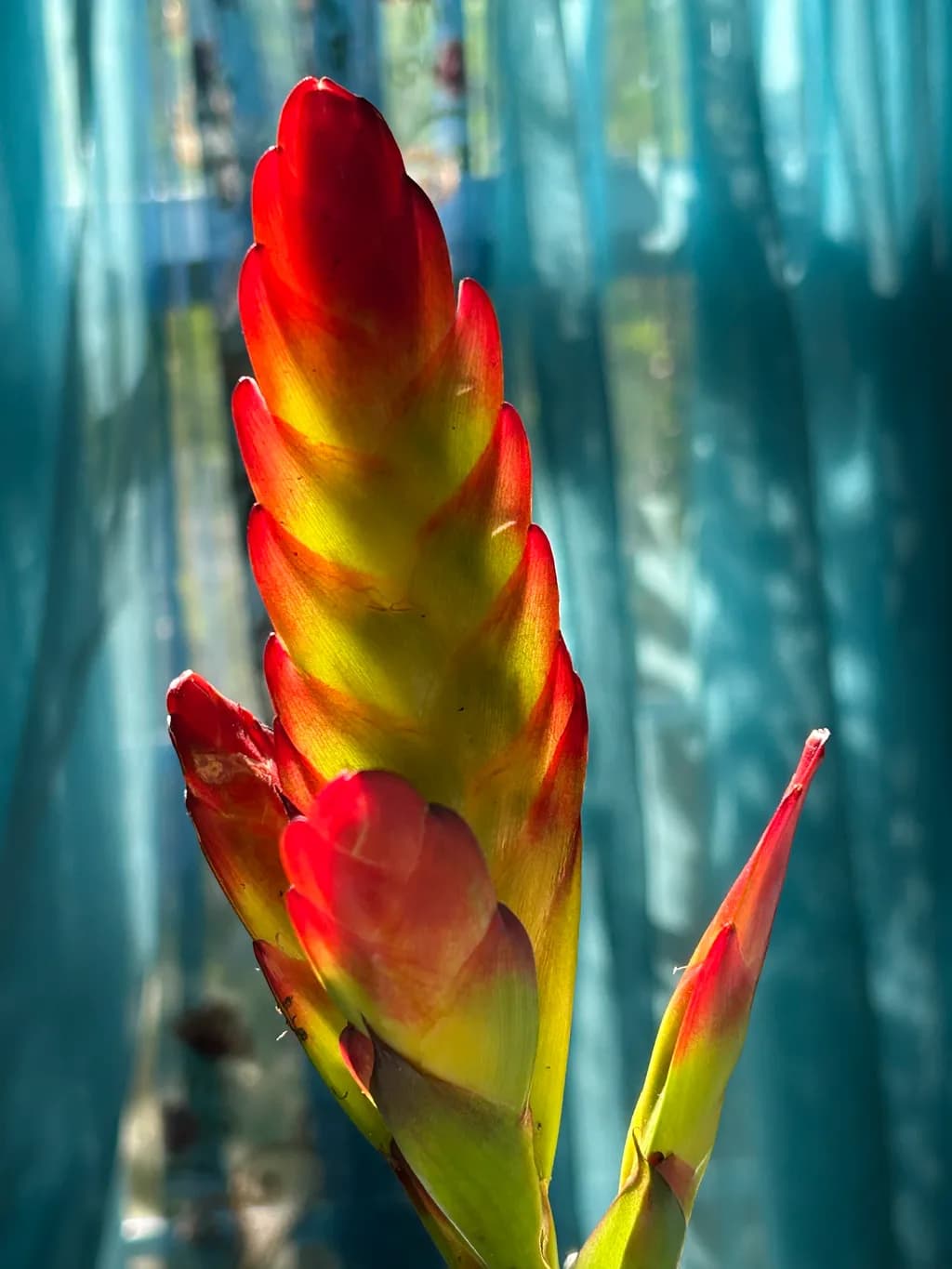 Crimson Flame Blossom