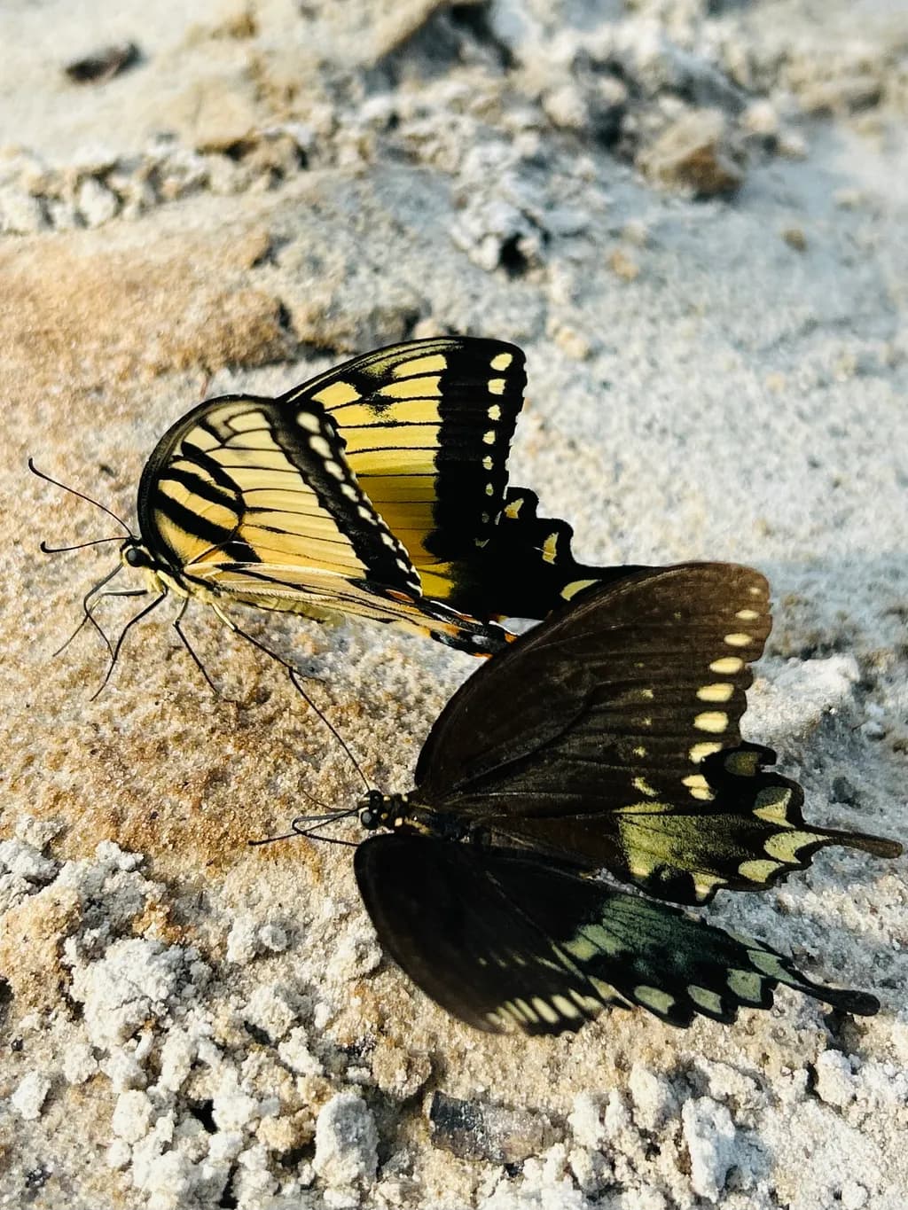 Twin Wings Contrast