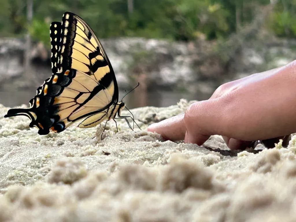 Gentle Encounter