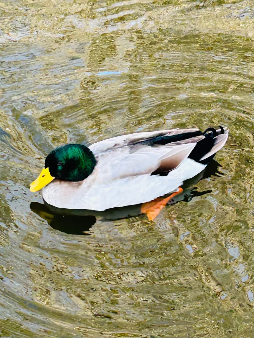 Emerald Glide