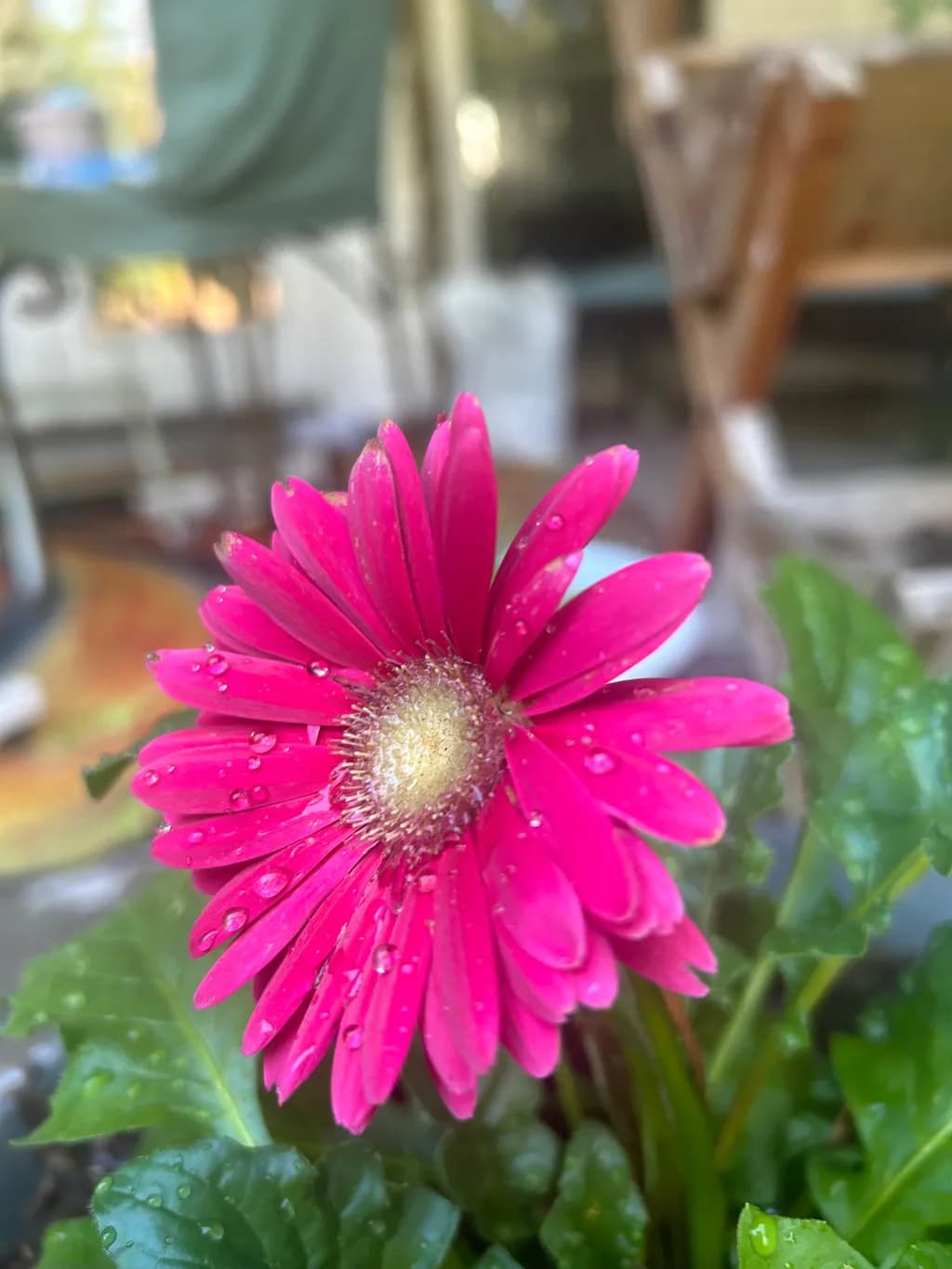 Dewed Gerbera Bloom