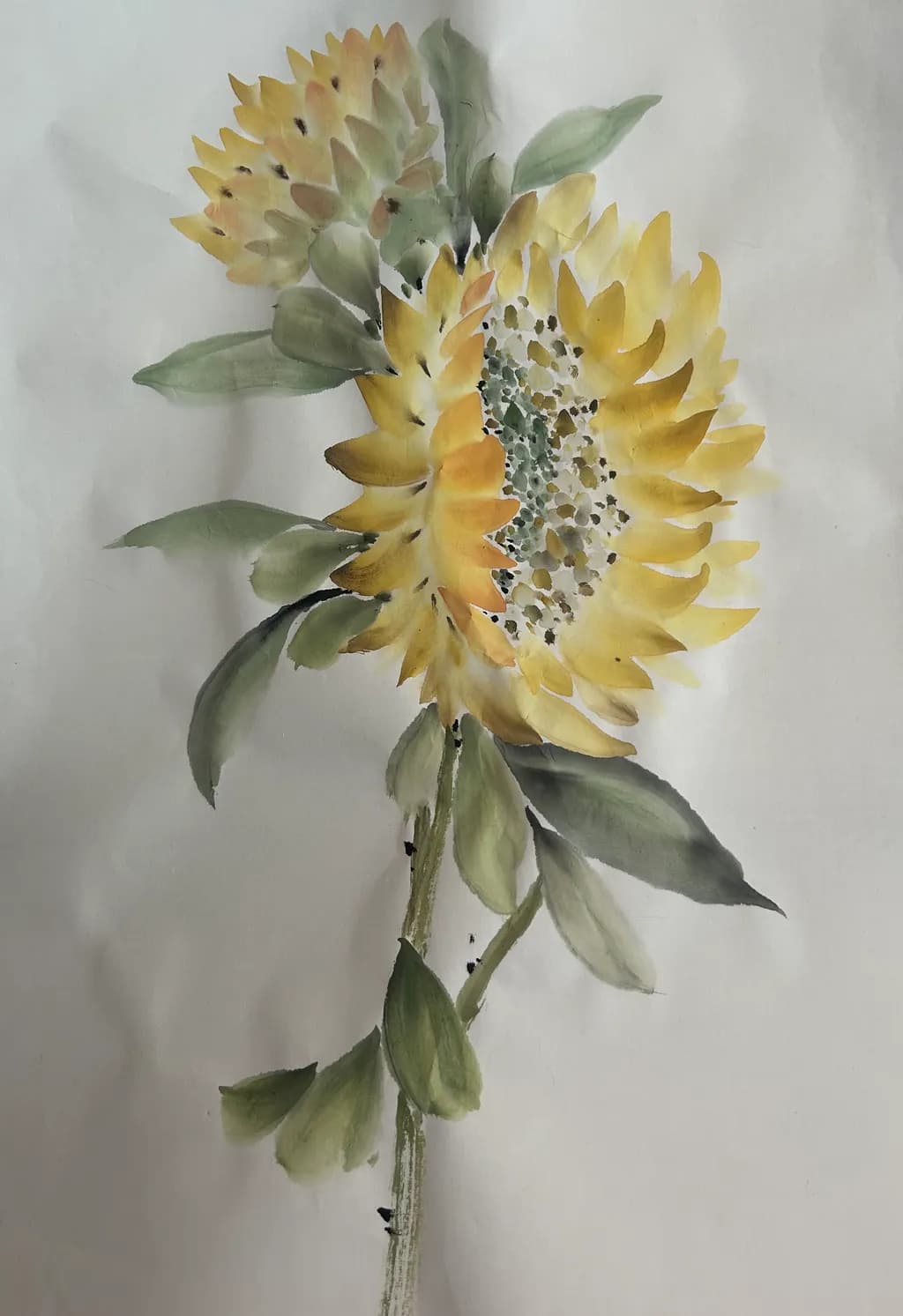 Large Brush Sunflower