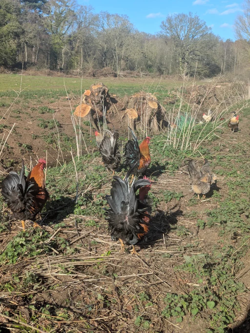 Free-Range Roosters