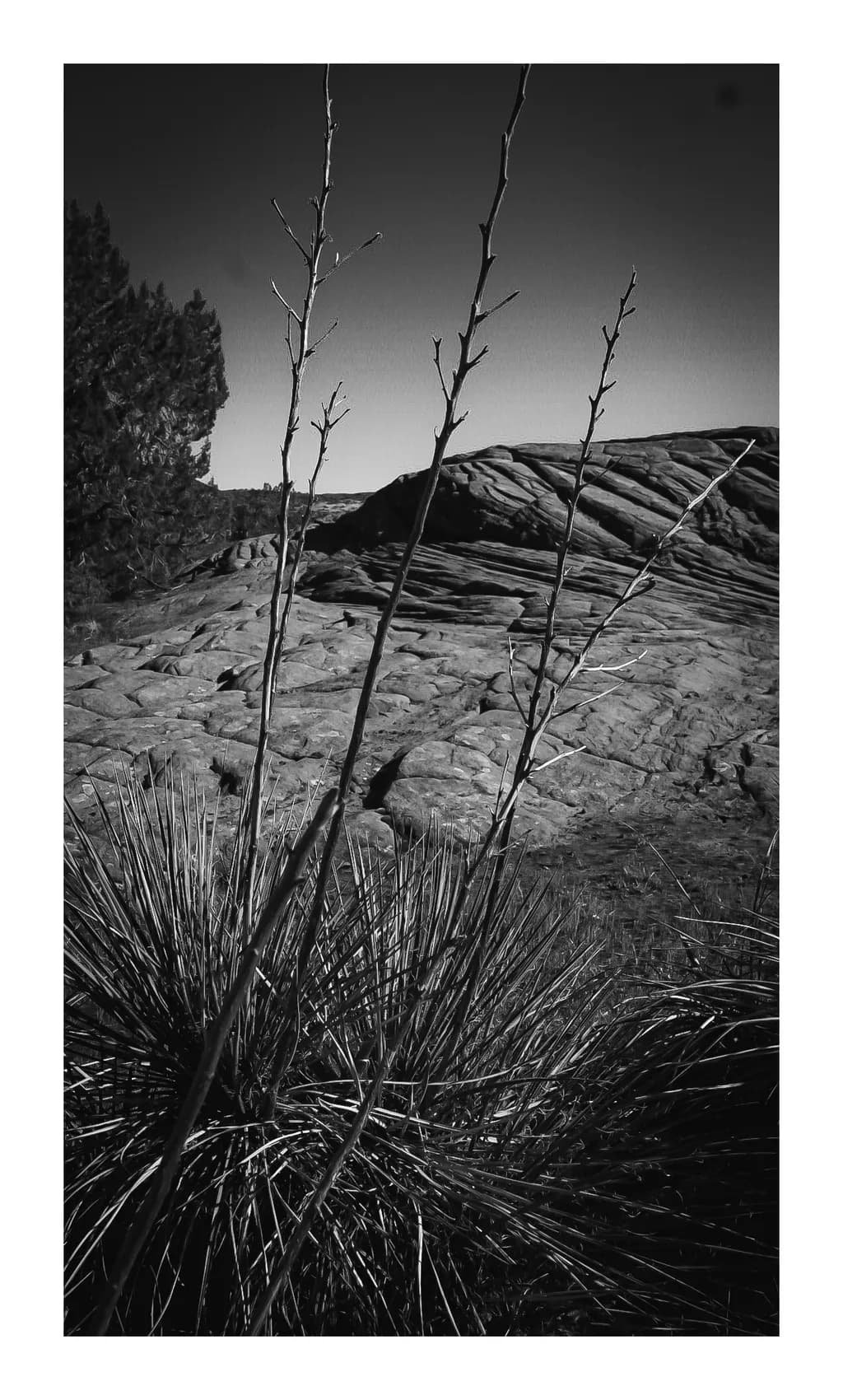 Desert Thorns