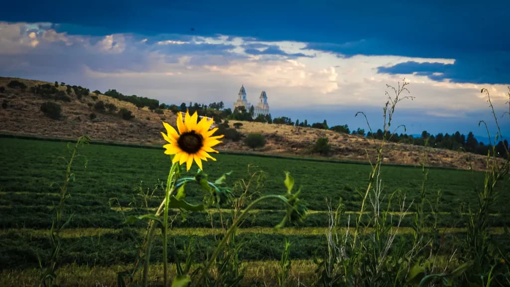 Lone Sunflower Horizon