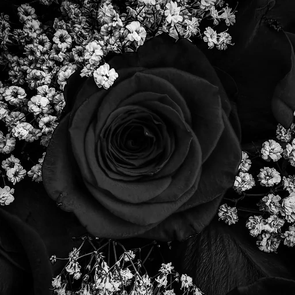 Shadowed Rose