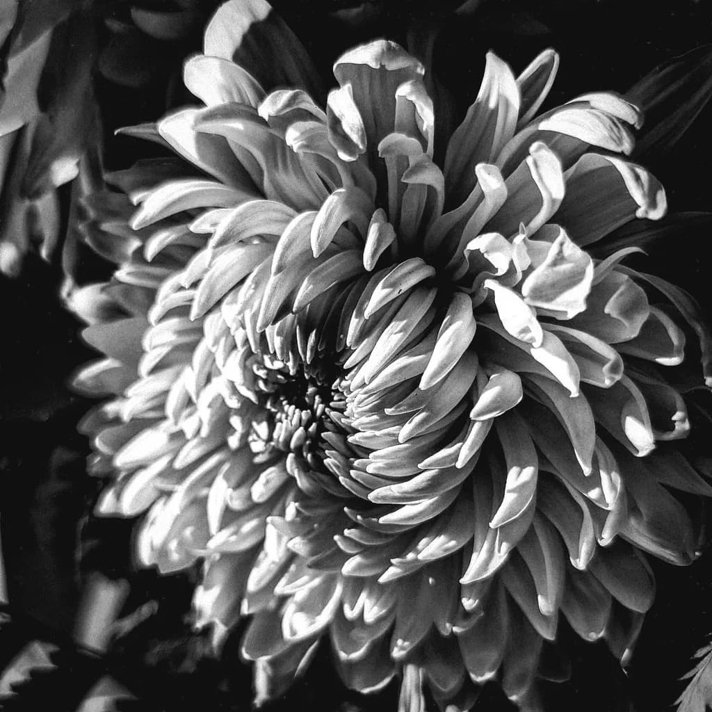 Petal Depths