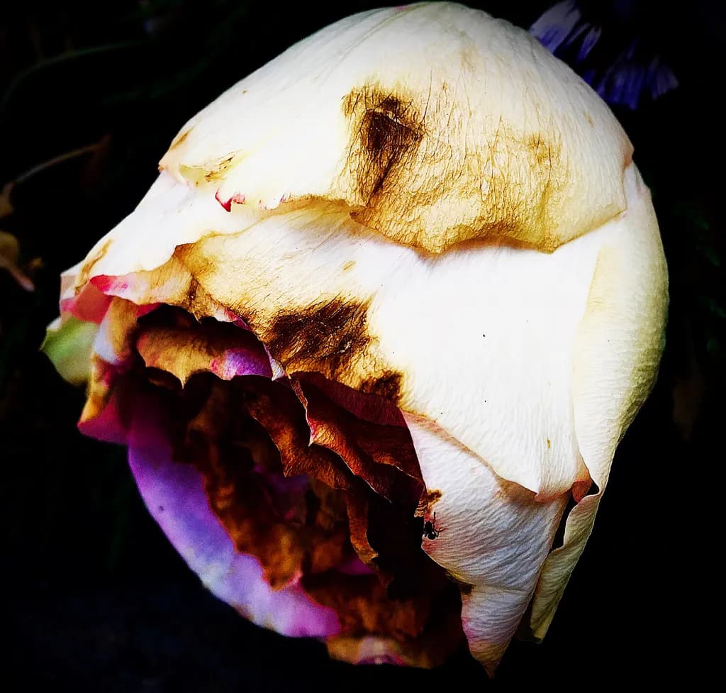 Fading Bloom