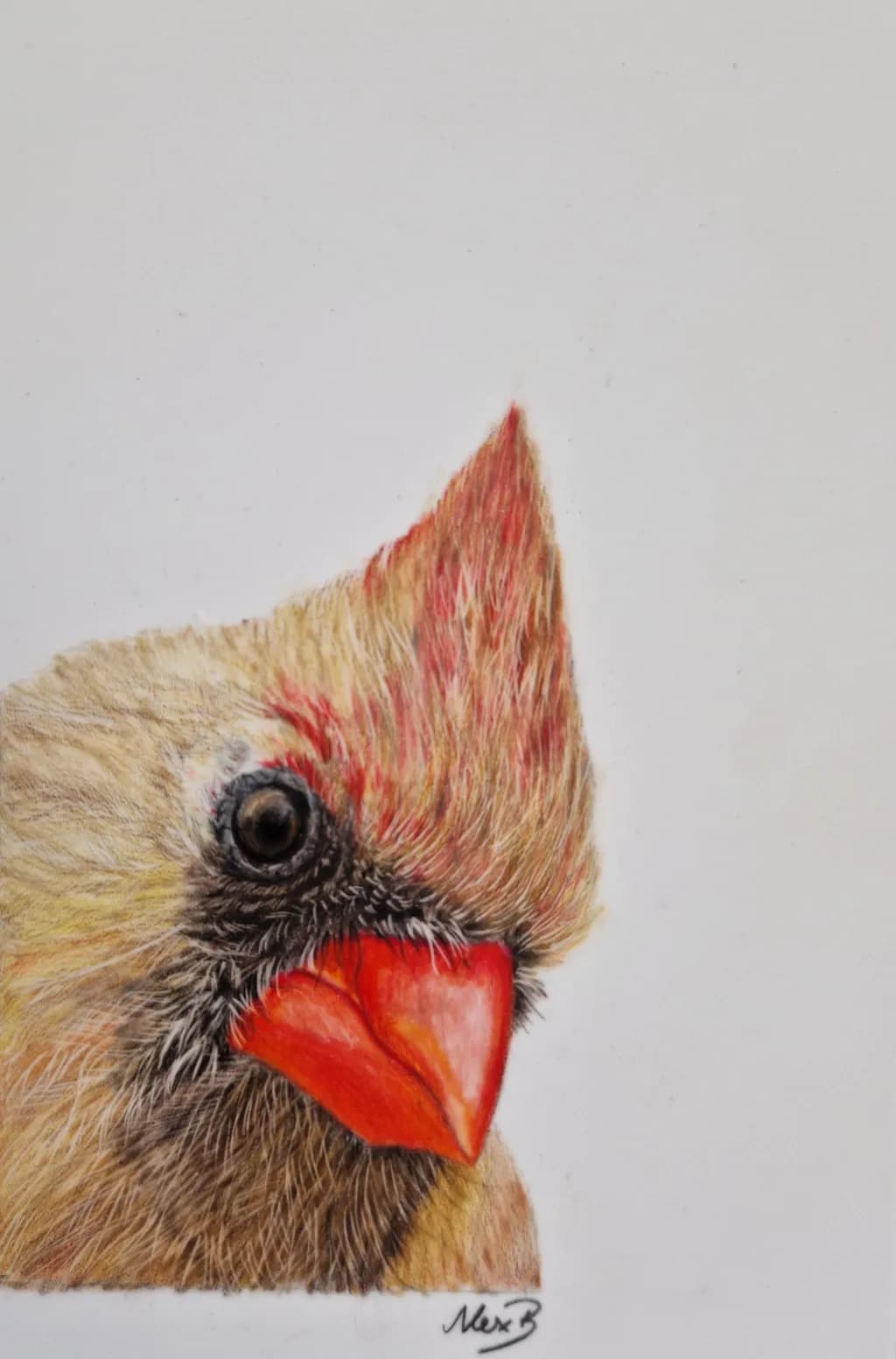 Cardinal Focus