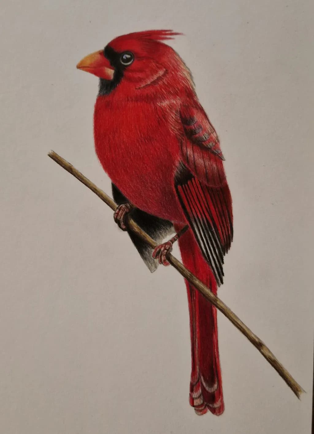 Crimson Cardinal