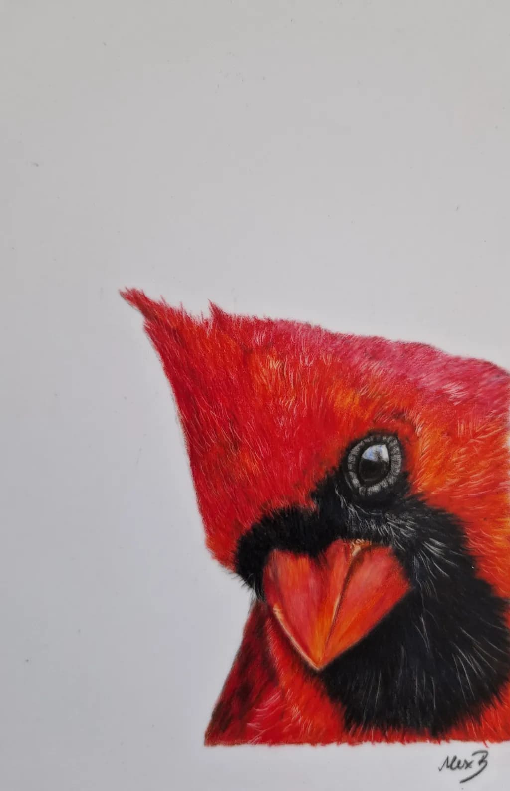 Crimson Cardinal