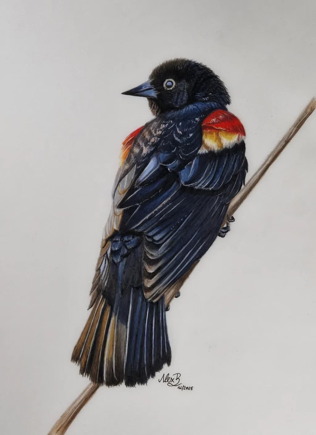 Scarlet-Winged Sentinel