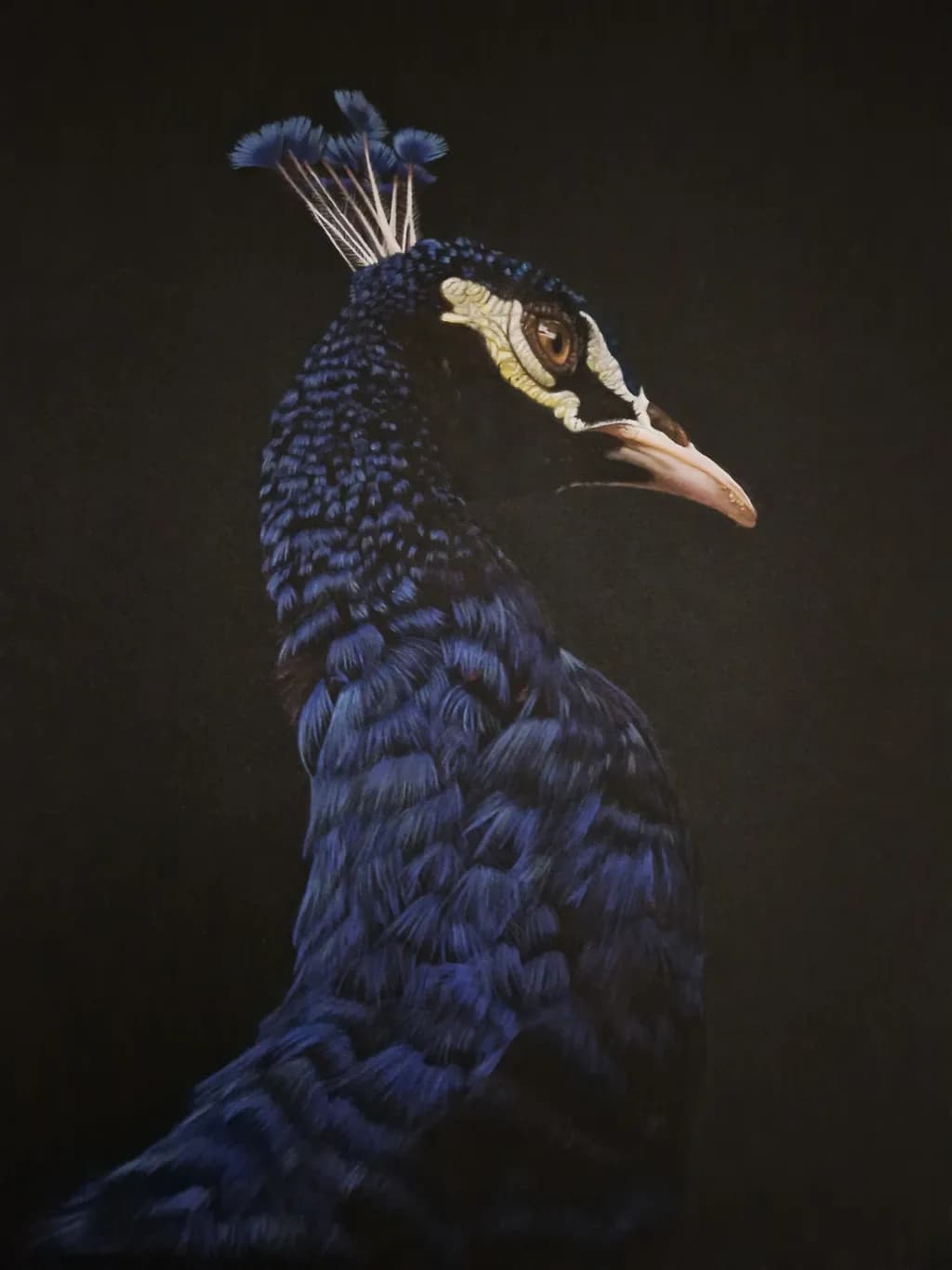 Midnight Peacock Profile