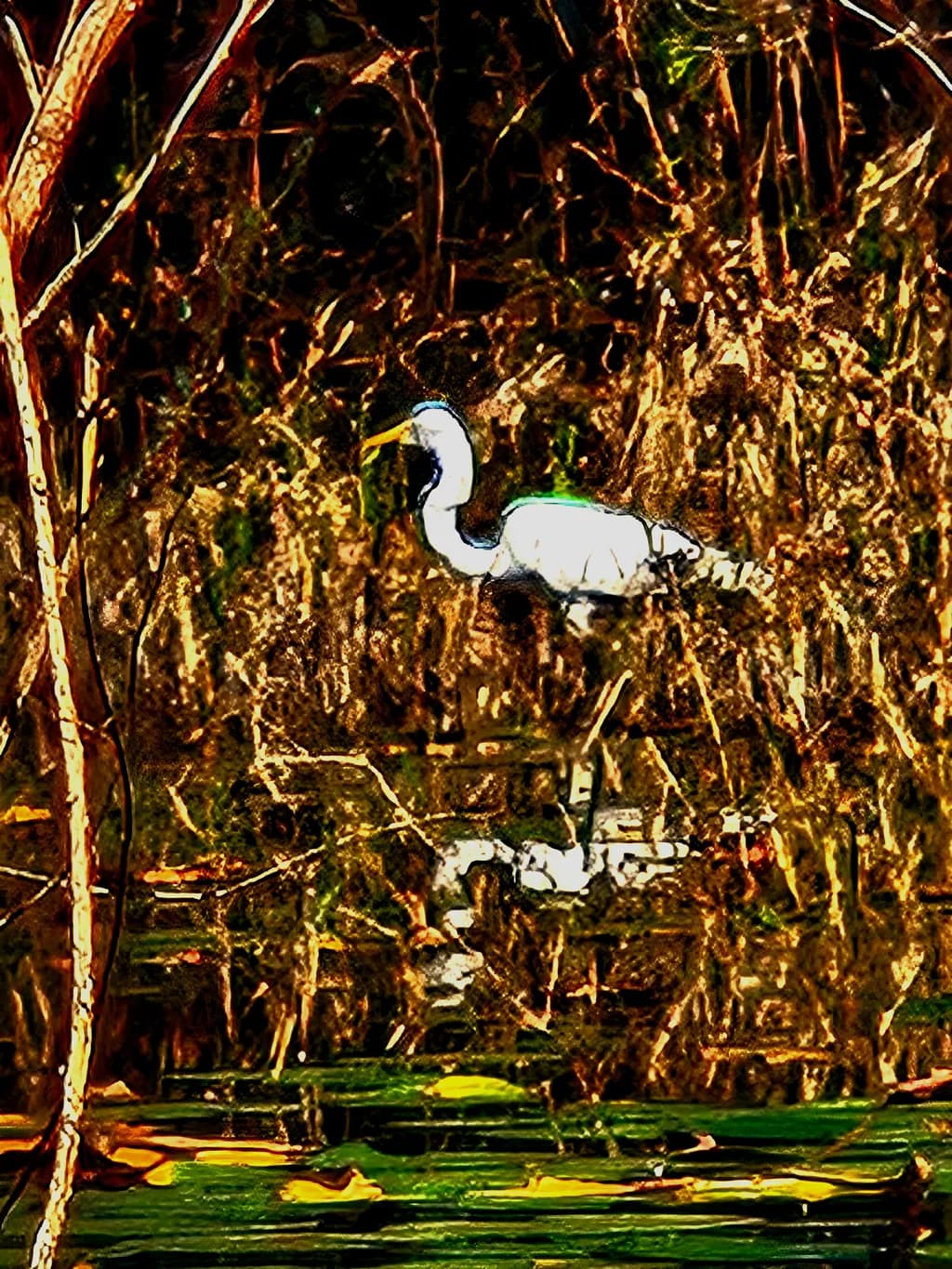 Silent Marsh Watcher