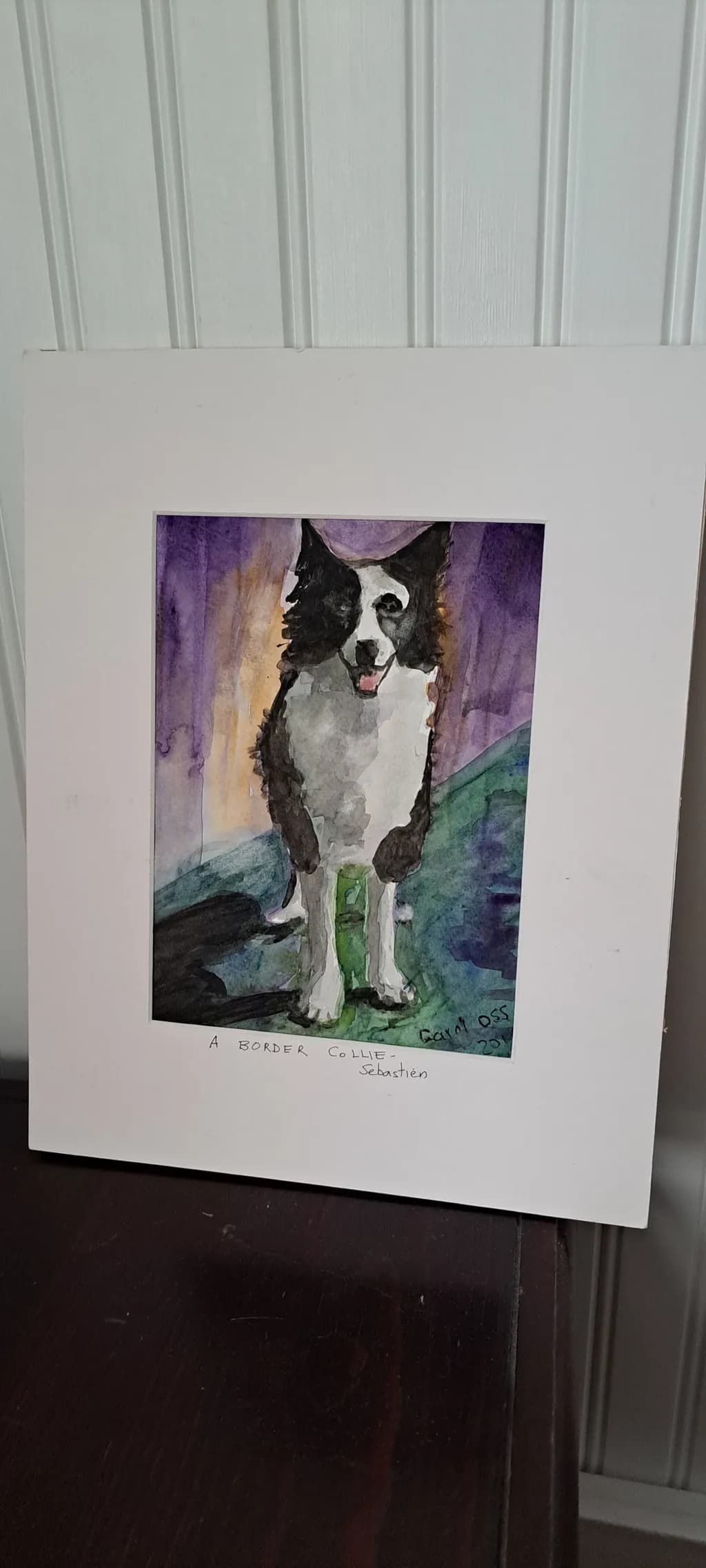Border Collie Portrait