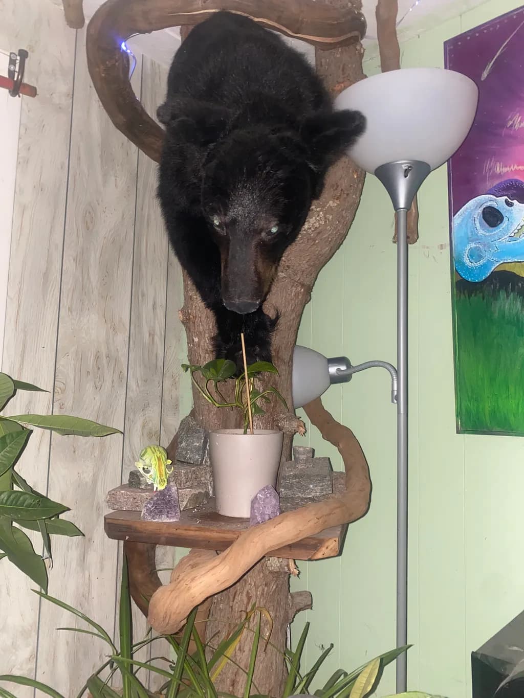 Curious Climber