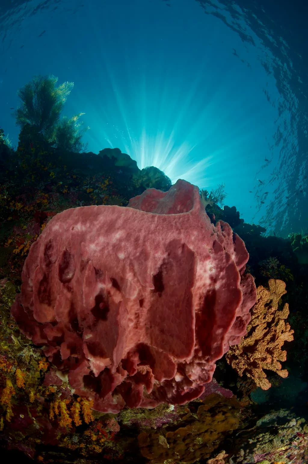 Radiant Reef Bloom