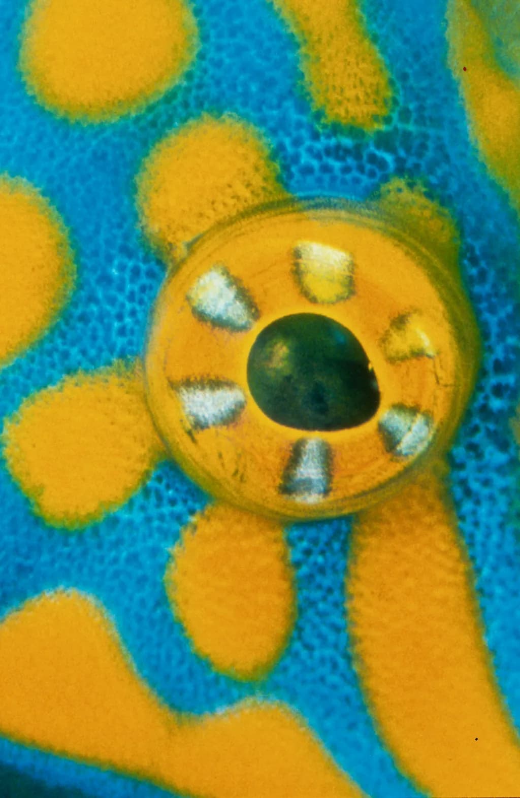 Filefish Eye