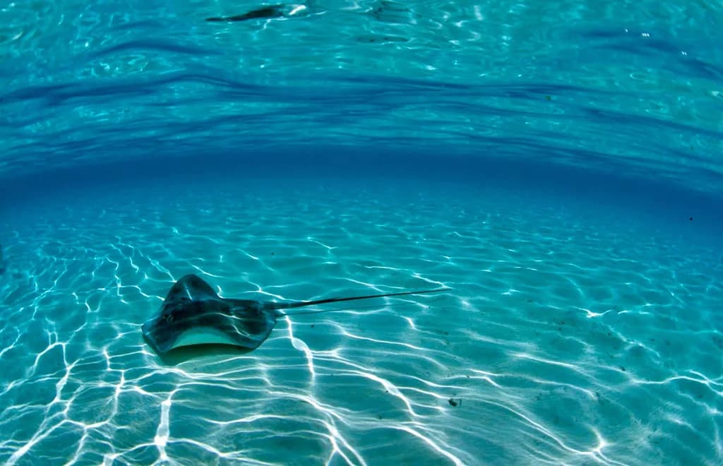Lagoon Ray