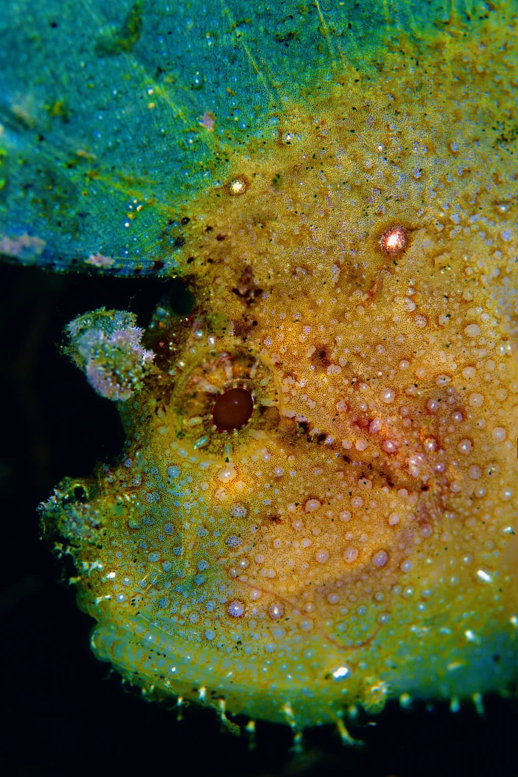 Leaffish Portrait