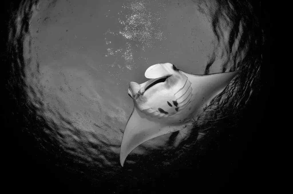 Manta Glide