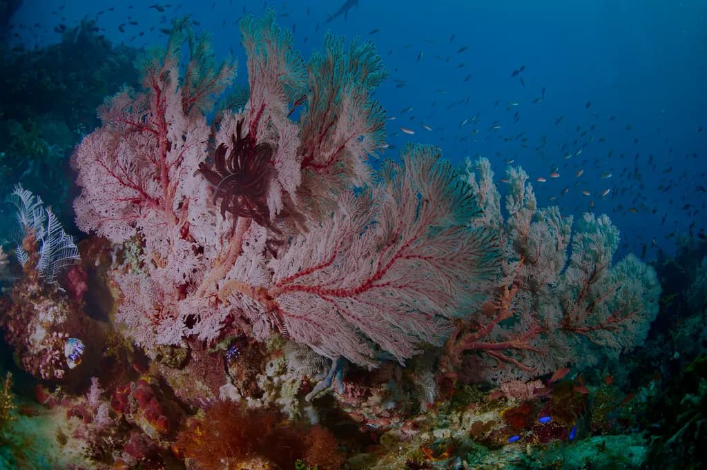 Crimson Sea Fans