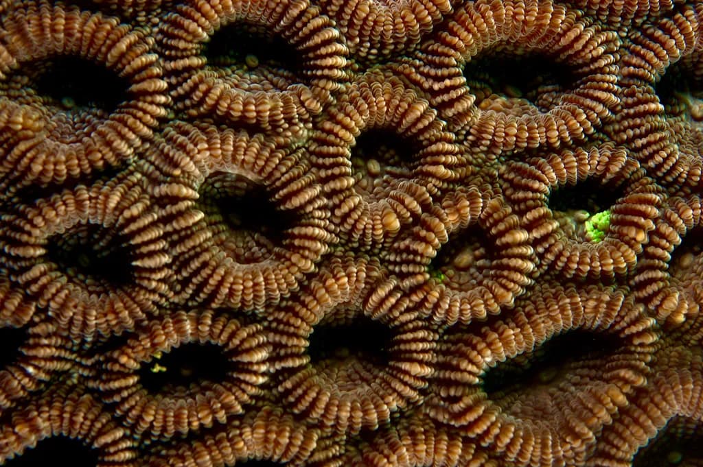 Coral Labyrinth