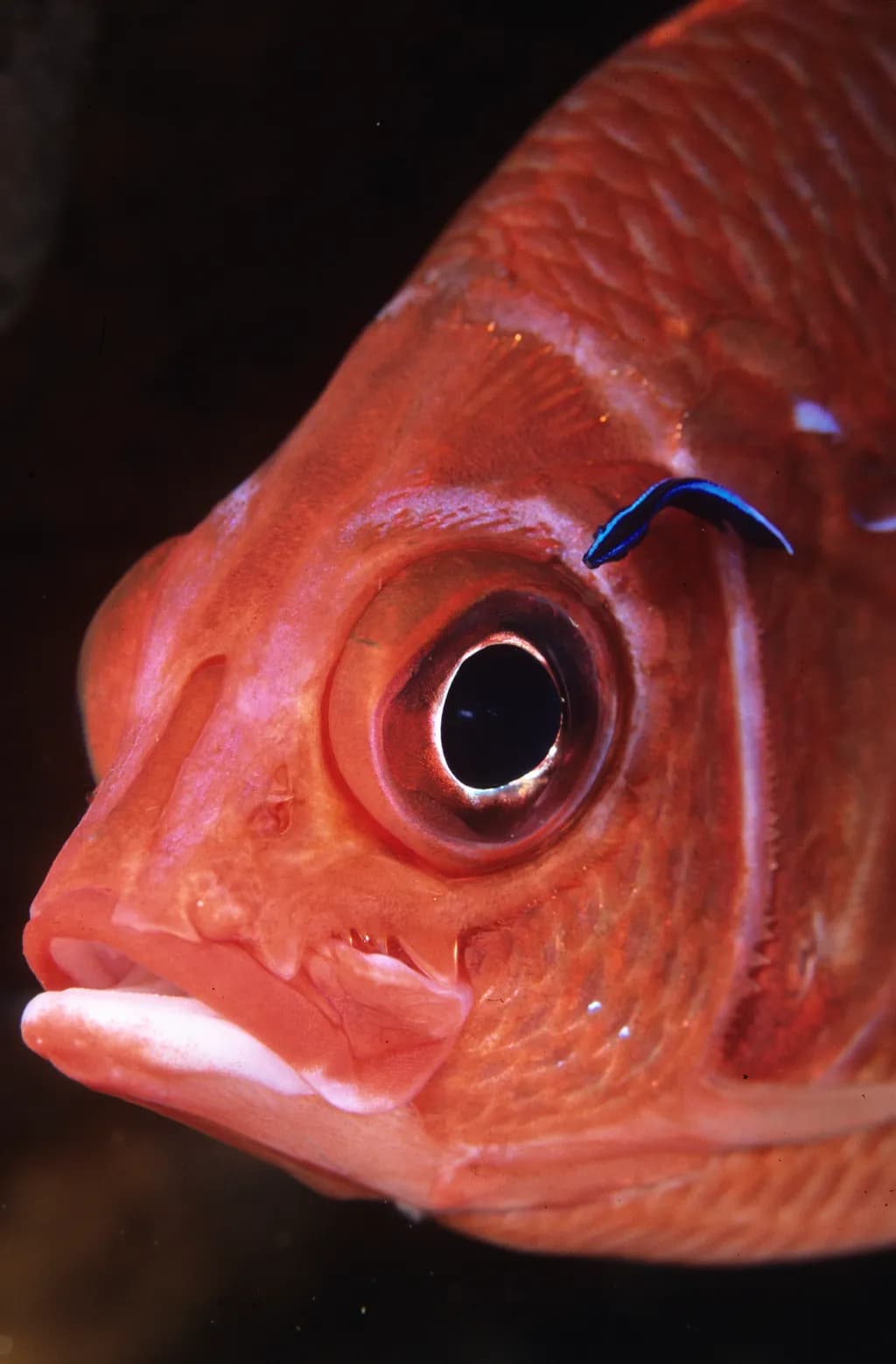 Squirrelfish Close-Up