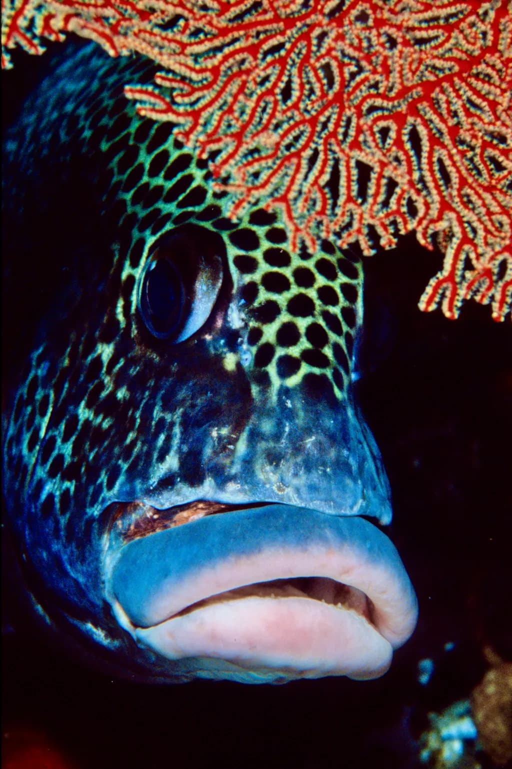 Sweetlips Close-Up