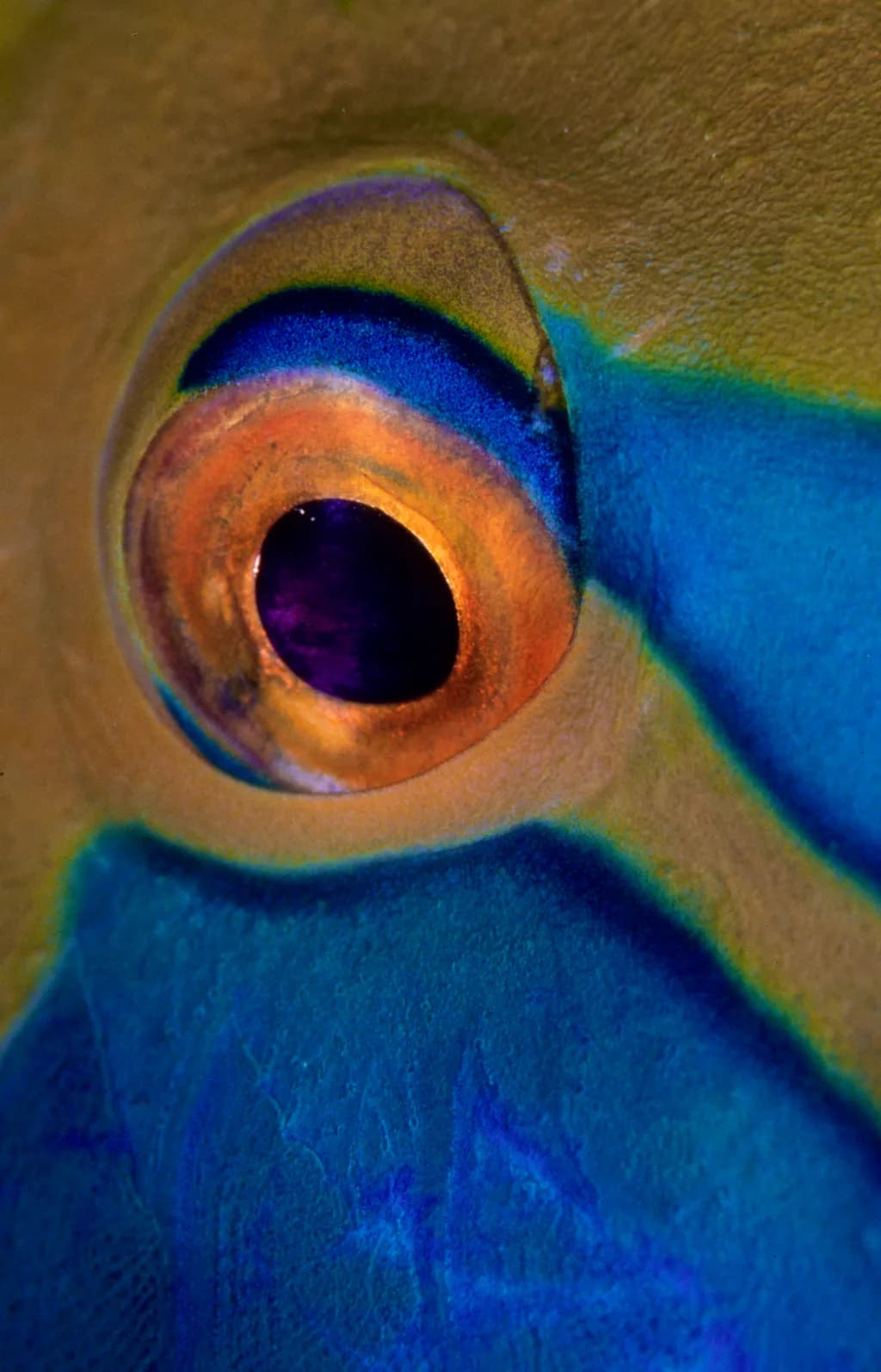 Iridescent Eye