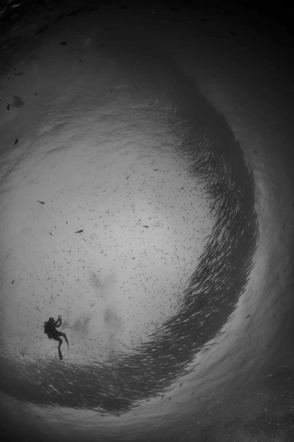 Barracuda Vortex