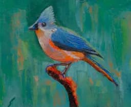 Tufted Titmouse