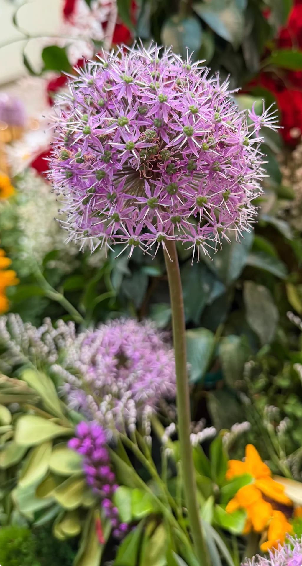 Allium Bloom