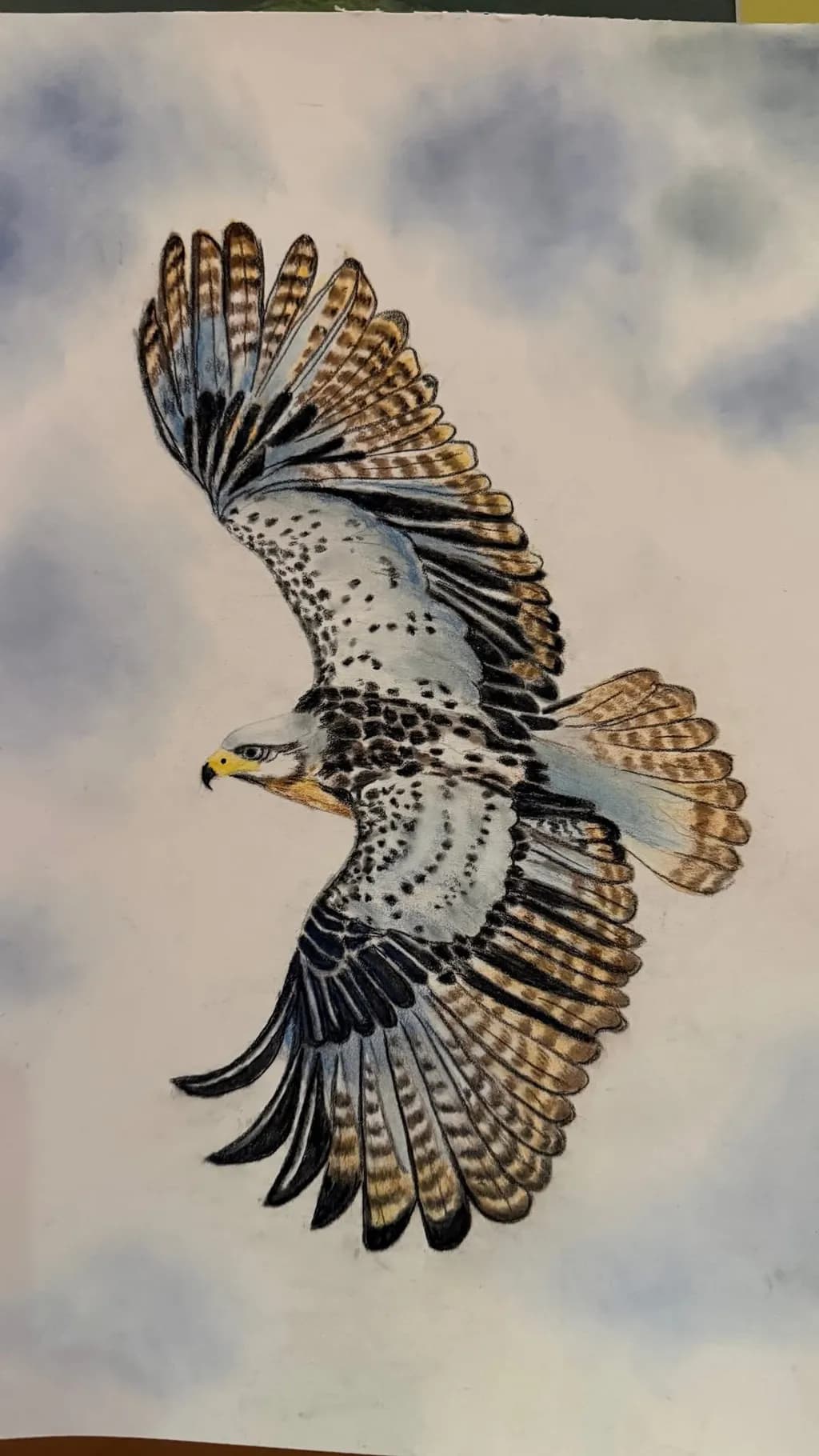 Soaring Hawk