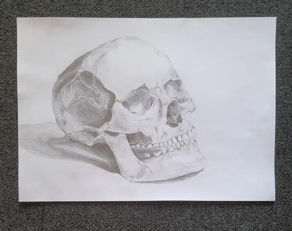 Silent Anatomy