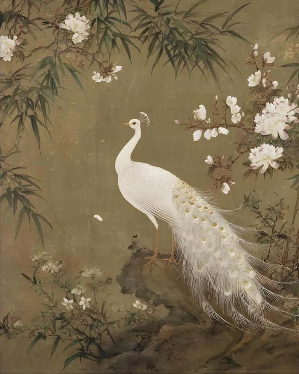White Peacock Elegance