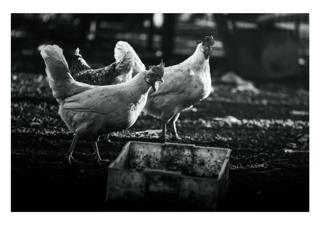 Farmyard Trio