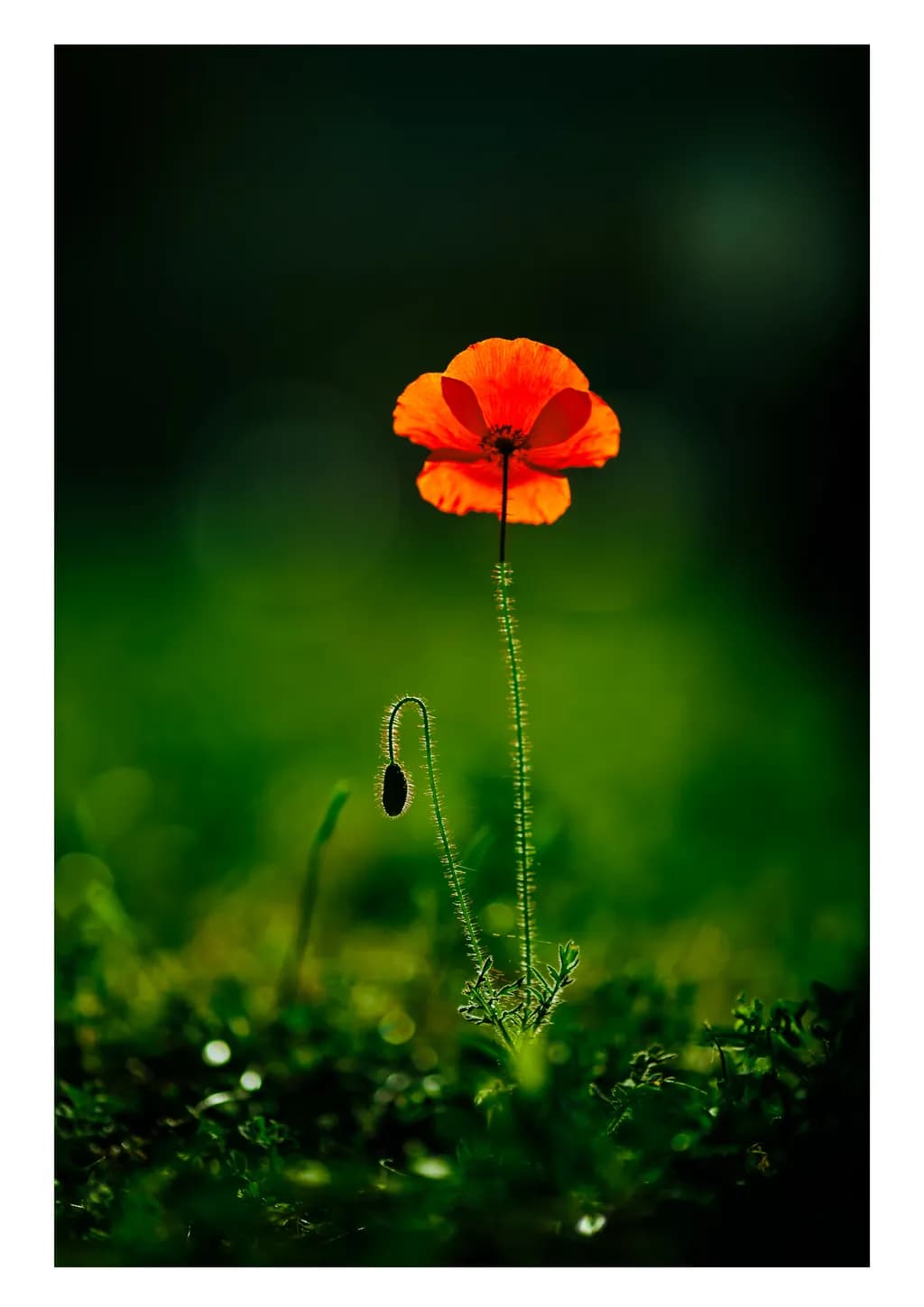 Luminous Poppy