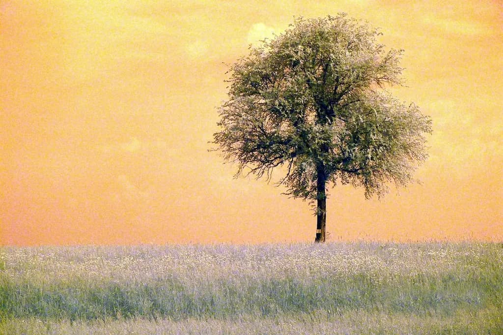 Solitary Sunset Tree
