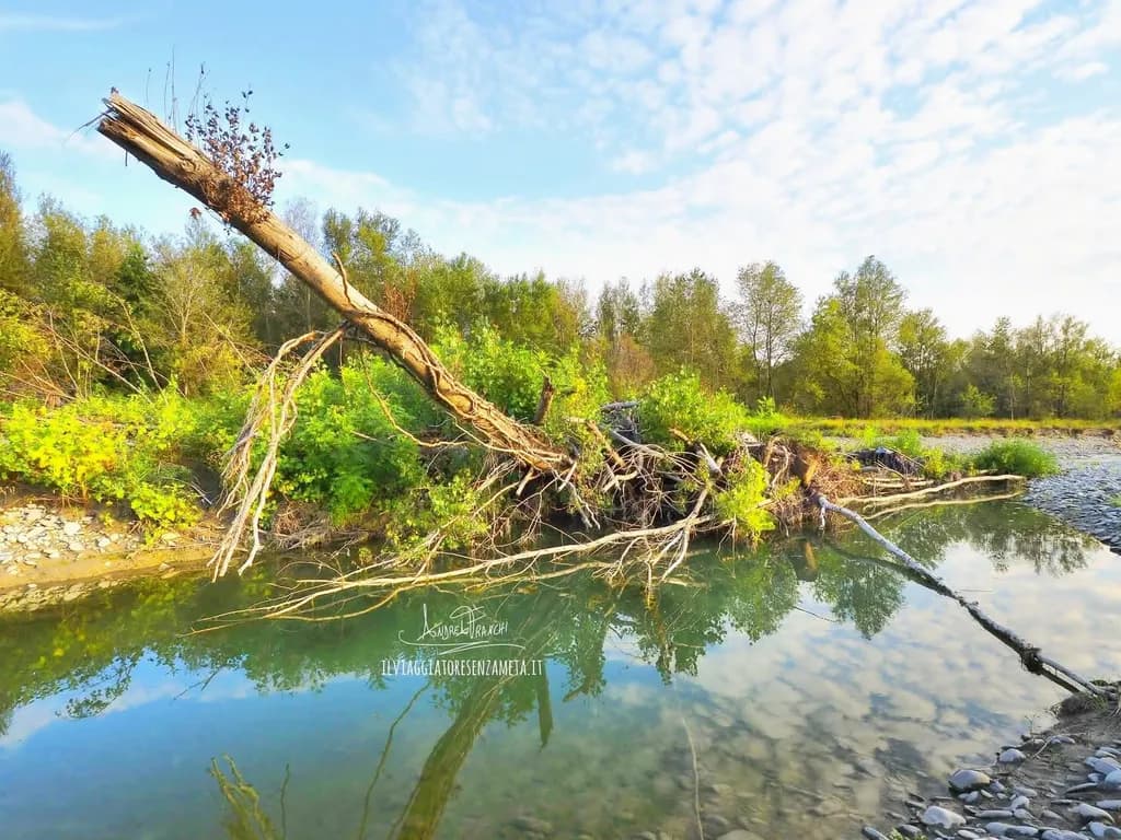 Reflected Roots
