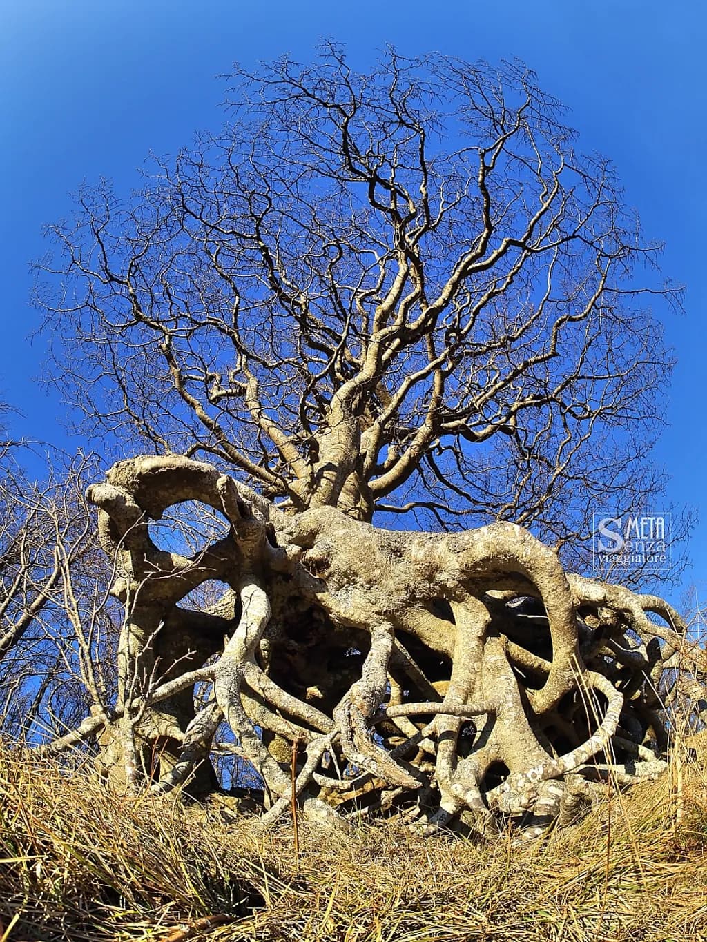 Twisted Roots